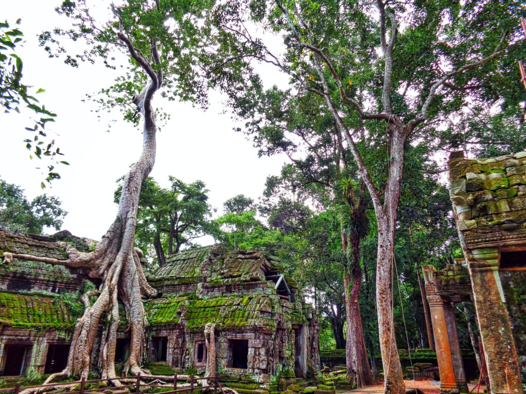The iconic tree at Ta Prohm temple by Mike Swigunski